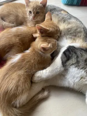 1-3 months Male Purebred Tabby