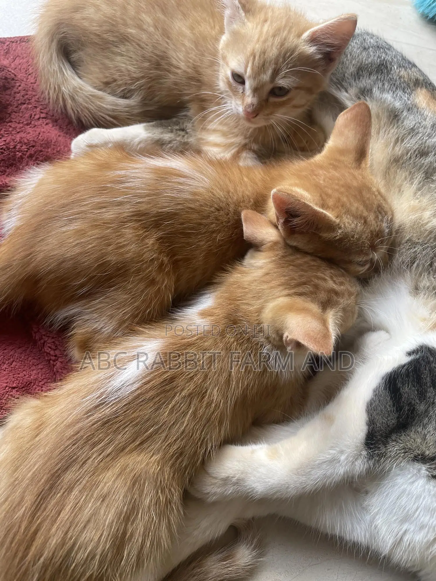1-3 months Male Purebred Tabby