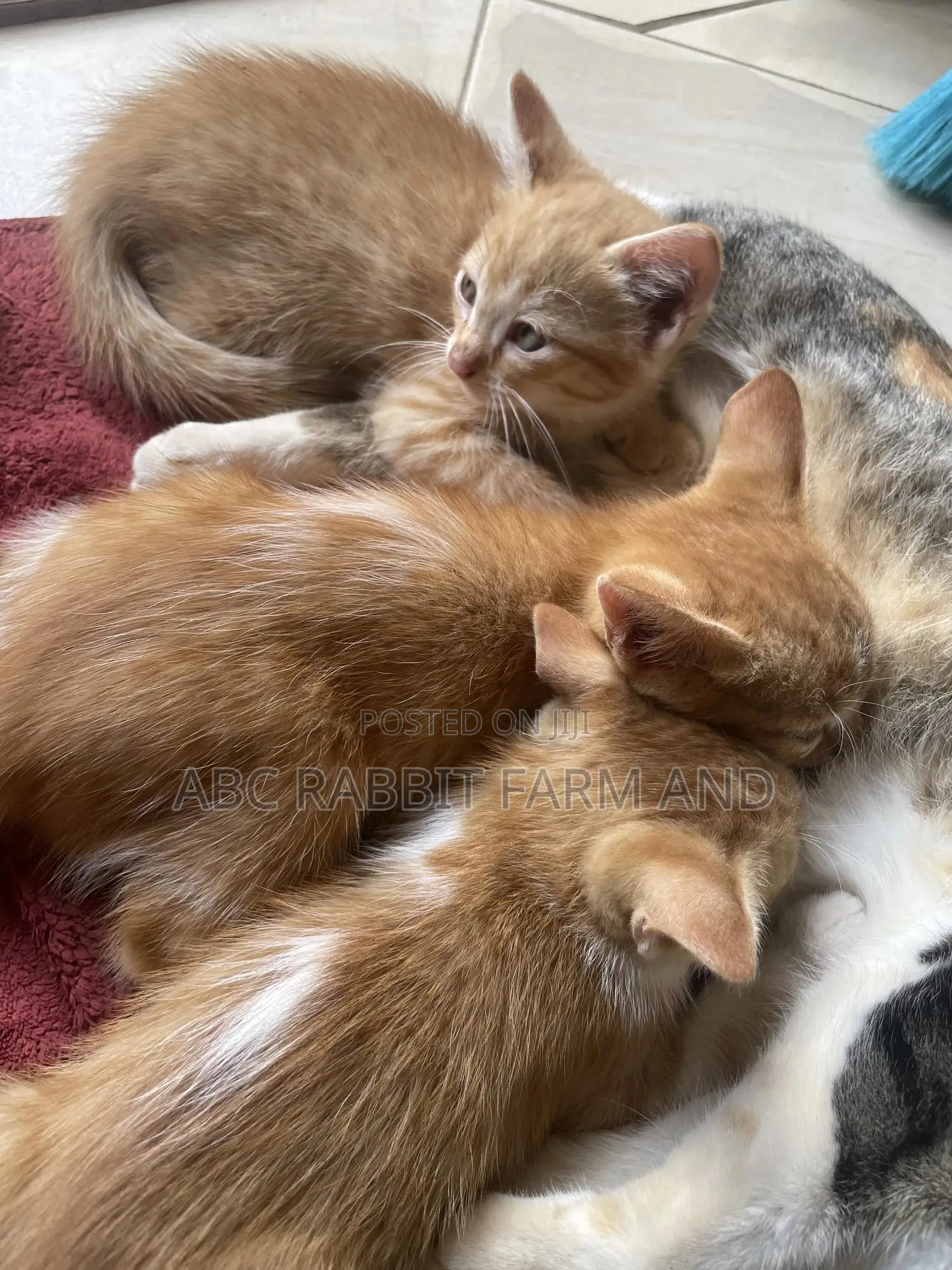 1-3 months Male Purebred Tabby