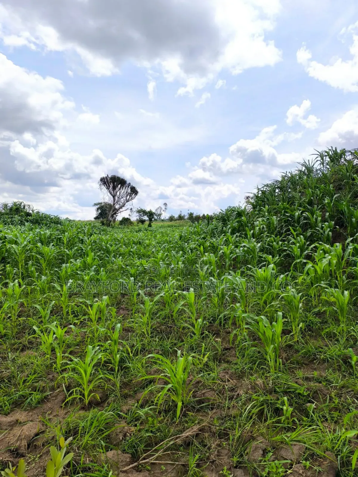 Brayford Farm Land for Sale at Only 8m Per Acre