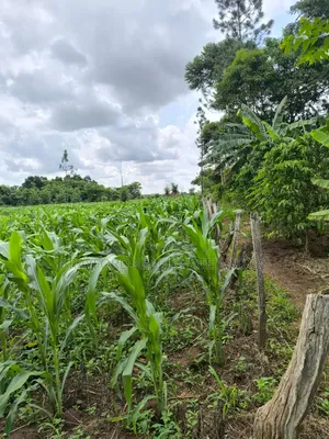 Brayford Farm Land for Sale at Only 8m Per Acre