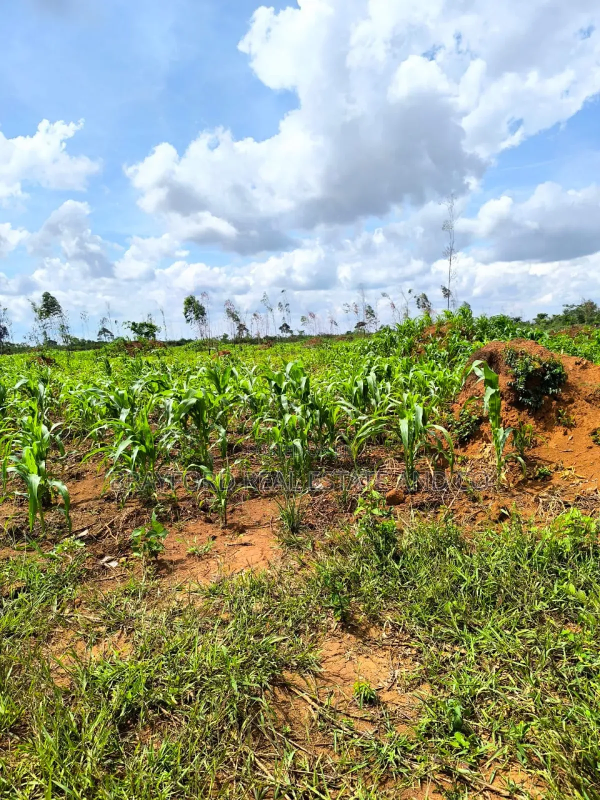 Brayford Farm Land for Sale at Only 8m Per Acre
