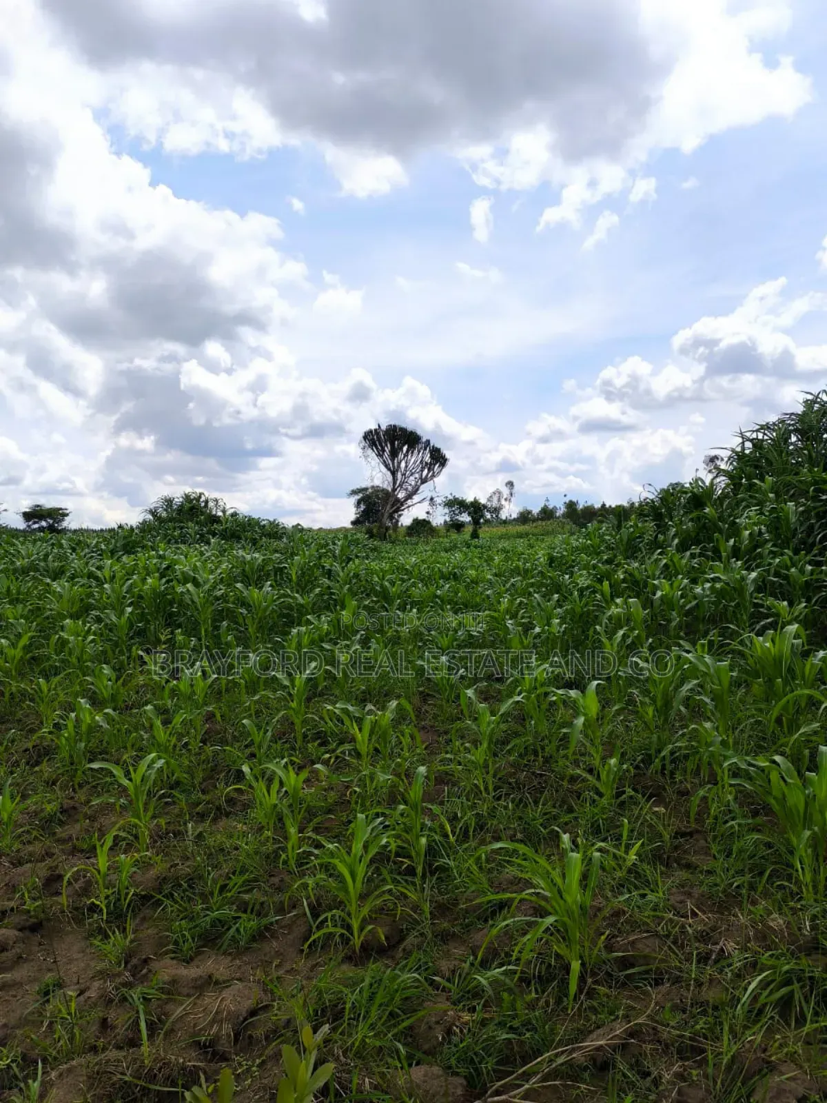 Brayford Farm Land for Sale at Only 8m Per Acre