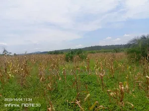 Land on Sale in Zirobwe Tongo
