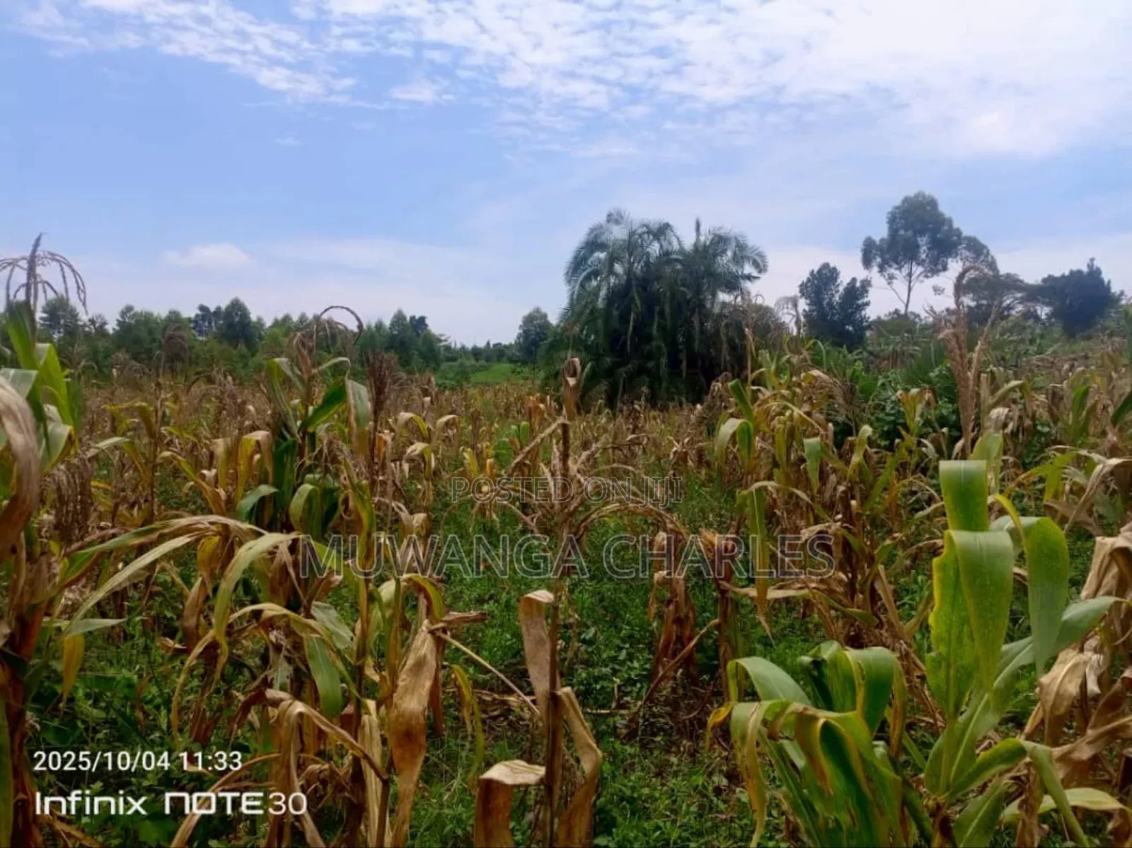 Land on Sale in Zirobwe Tongo