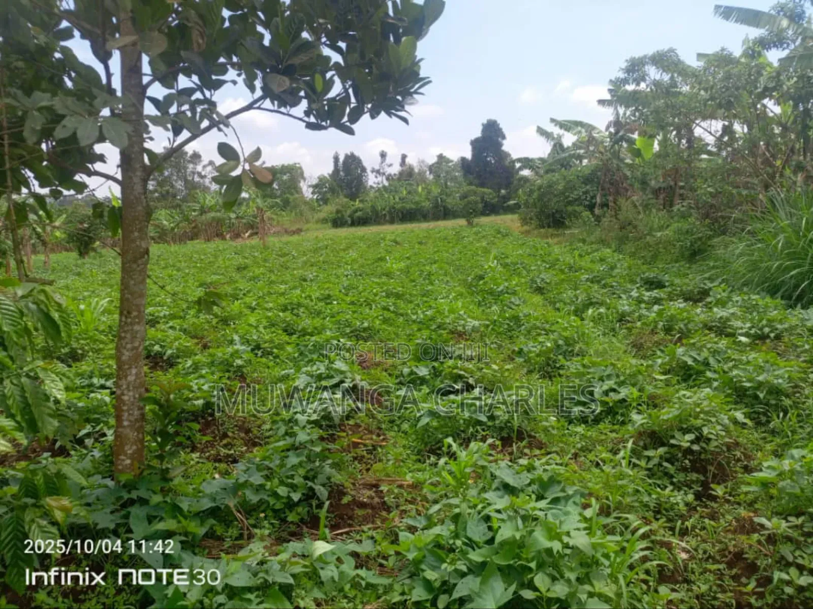 Land on Sale in Zirobwe Tongo