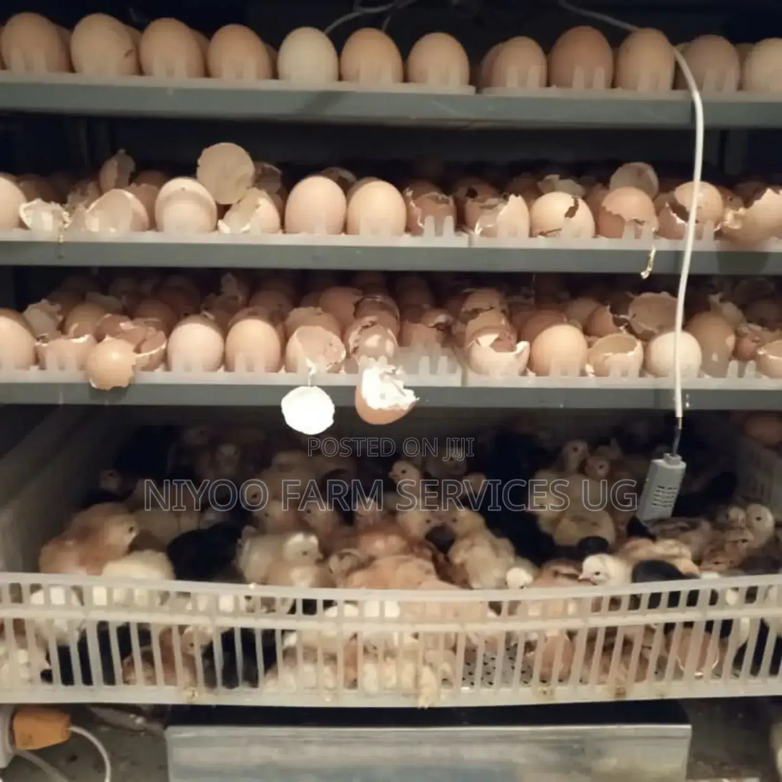 Advanced Imported 256 Eggs Incubator