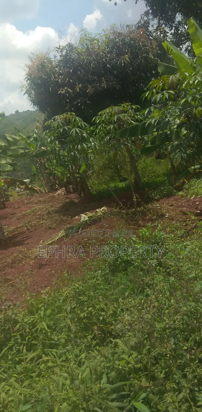50 by 100 Plot of Land on Private Milo Land