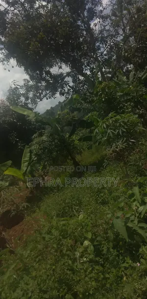 50 by 100 Plot of Land on Private Milo Land