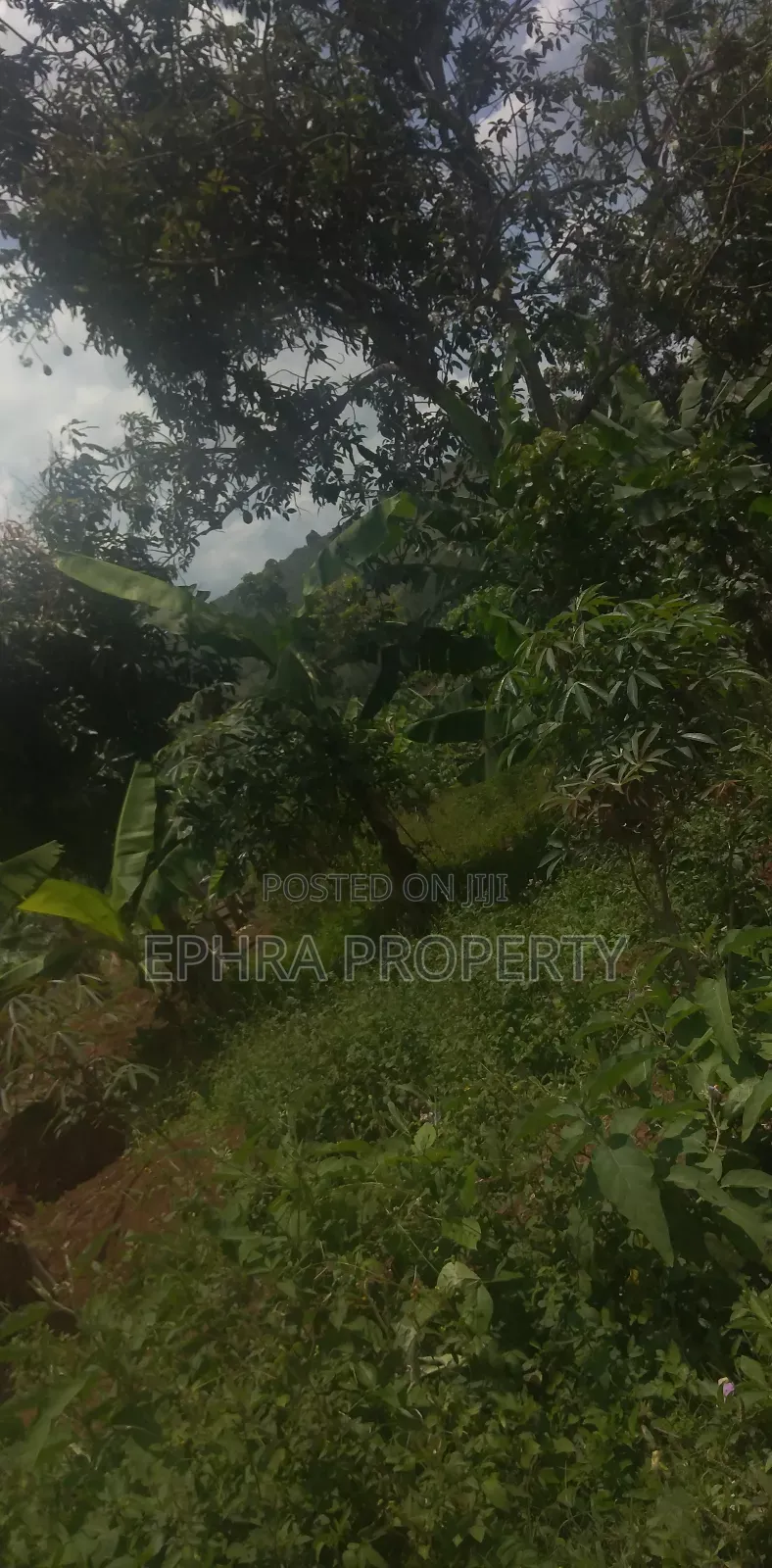 50 by 100 Plot of Land on Private Milo Land
