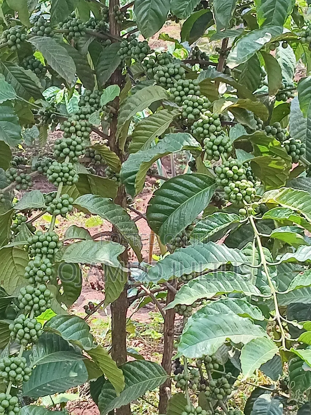 Coffee Cutting Seedlings