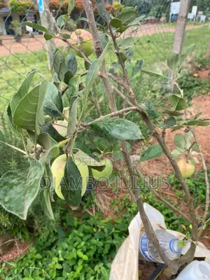 Apple Seedlings