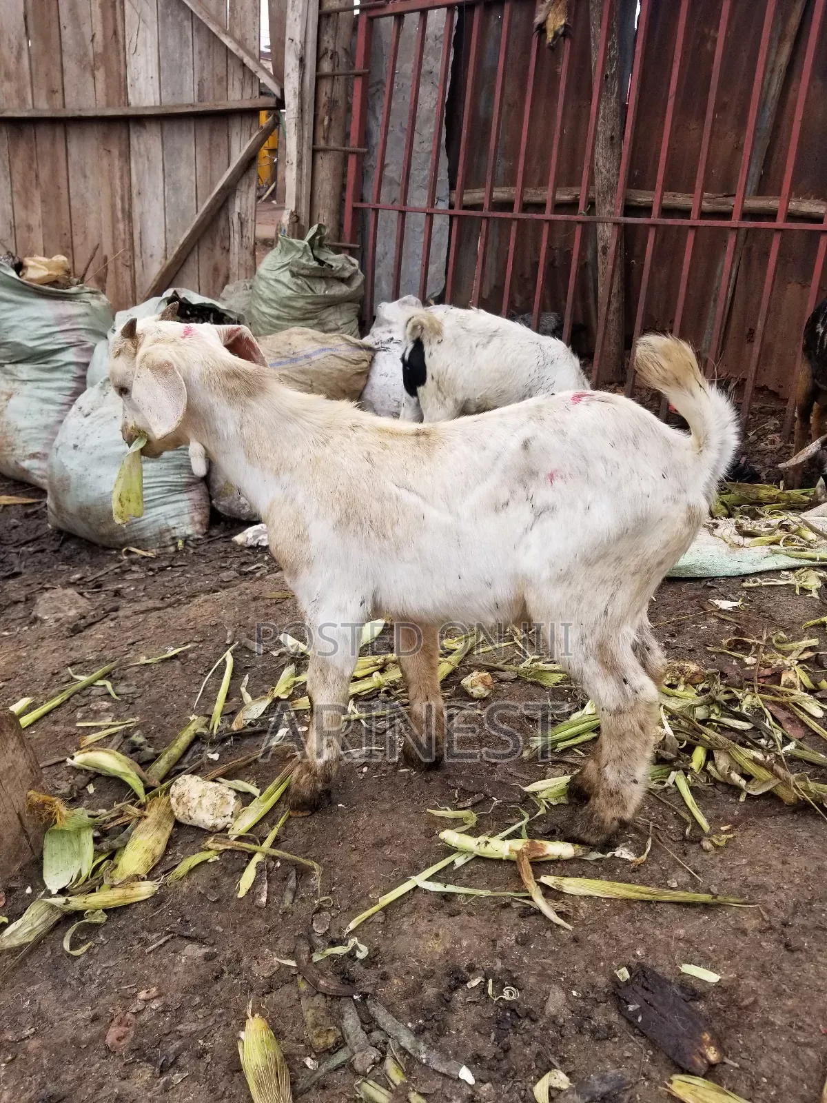 White Malie Boar