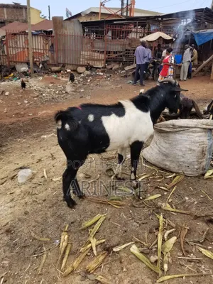 Kitannga Male