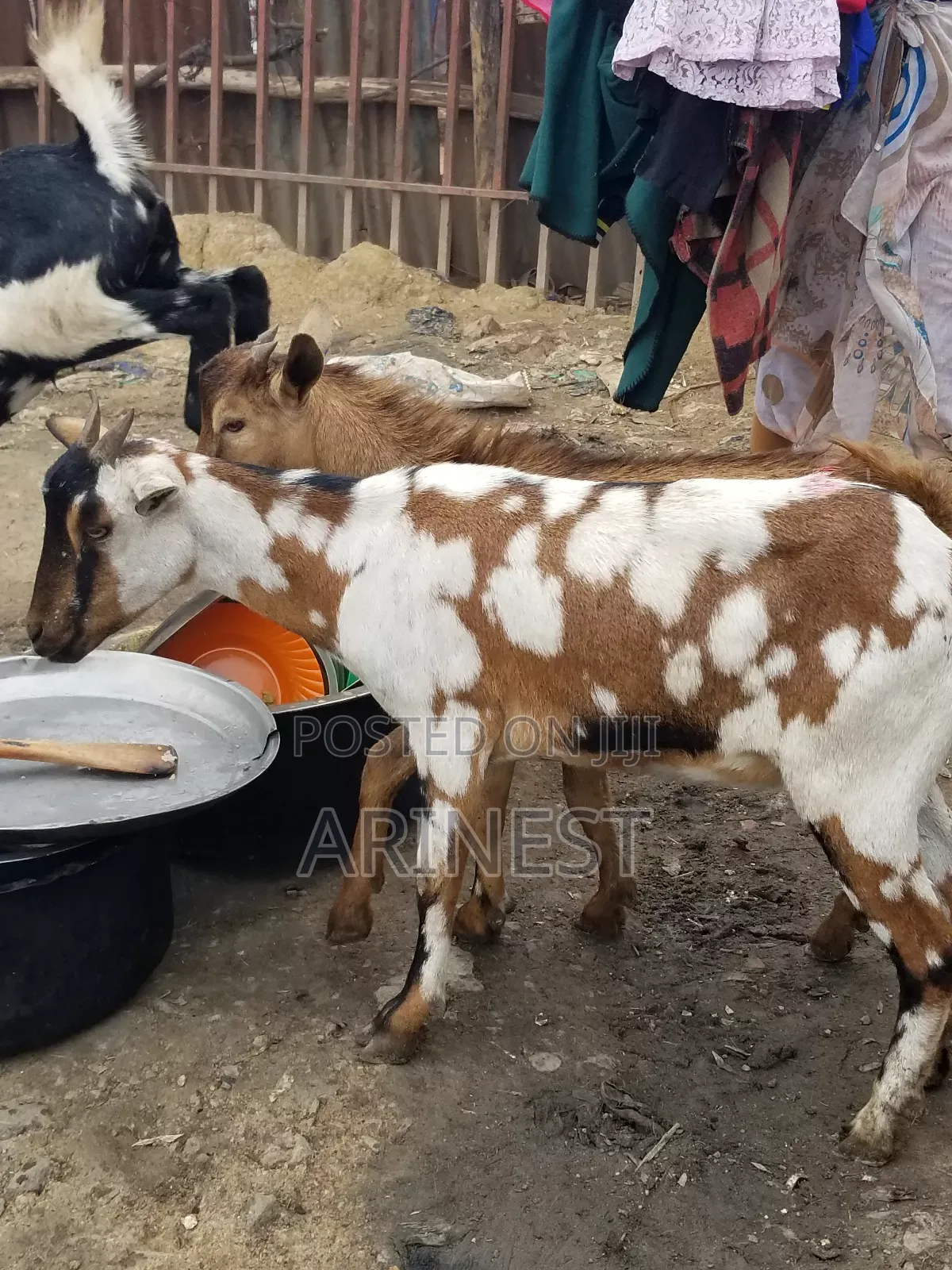 Butanga Byambalee Female