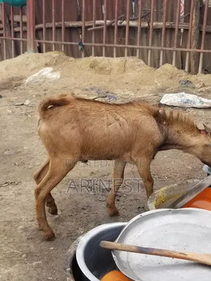 Bamweyana Male Goat