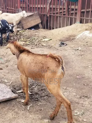 Bamweyana Male Goat
