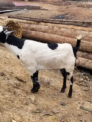 Fatty Female