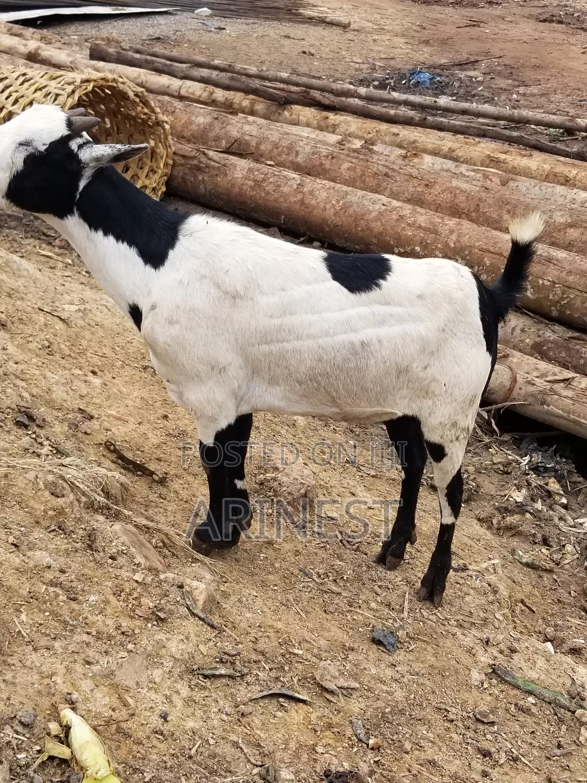 Fatty Female