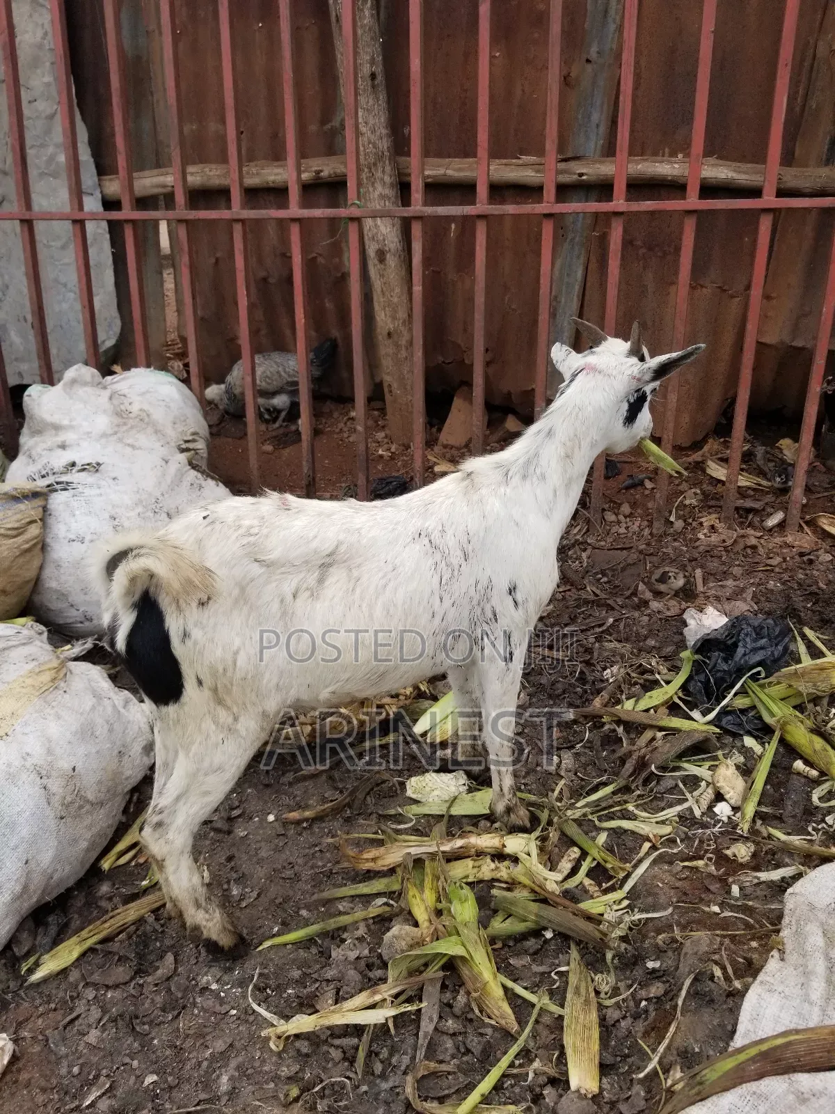 Whitte Female