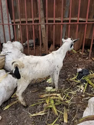 Whitte Female