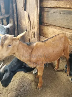 Brown Female Goat