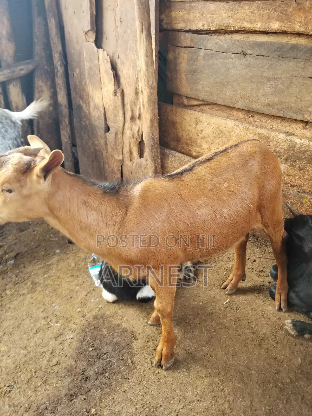 Brown Female Goat