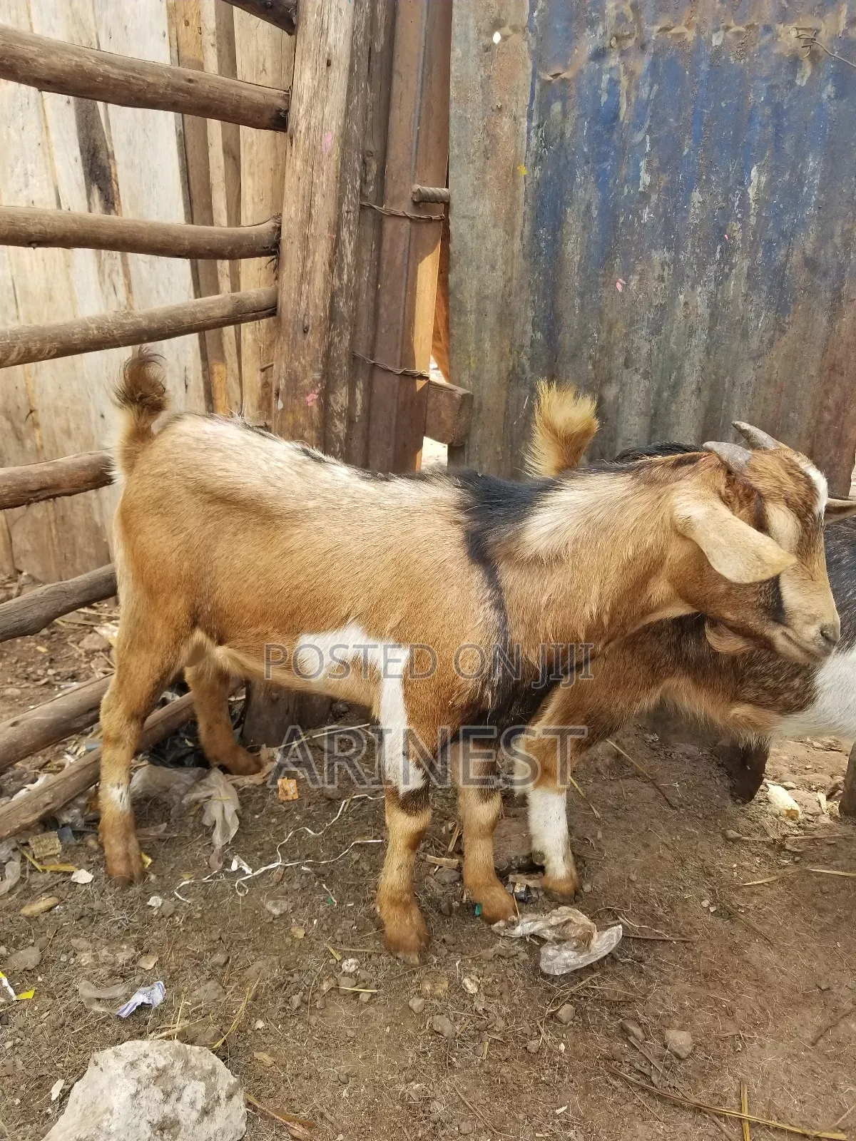 Boar Maleee