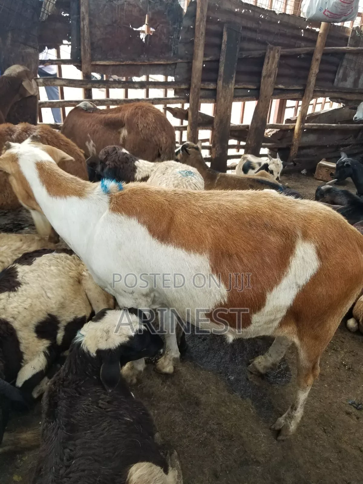 Goat for Rearing Pregnat