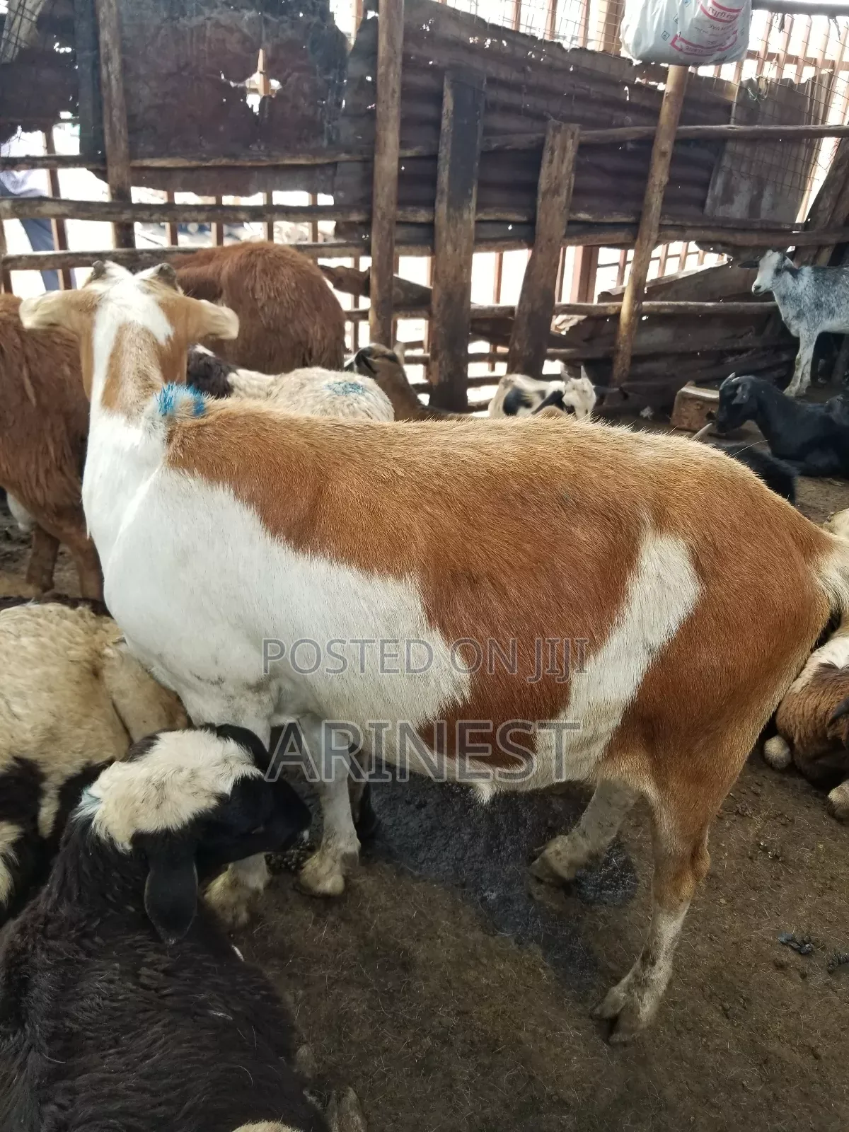 Goat for Rearing Pregnat