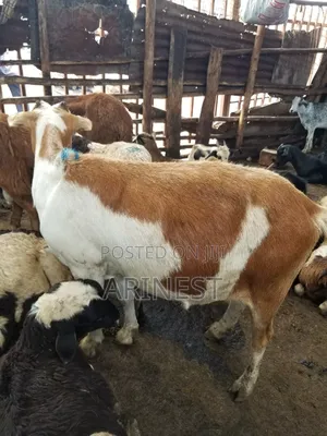 Goat for Rearing Pregnat