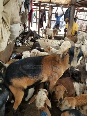 Boar Female 85%