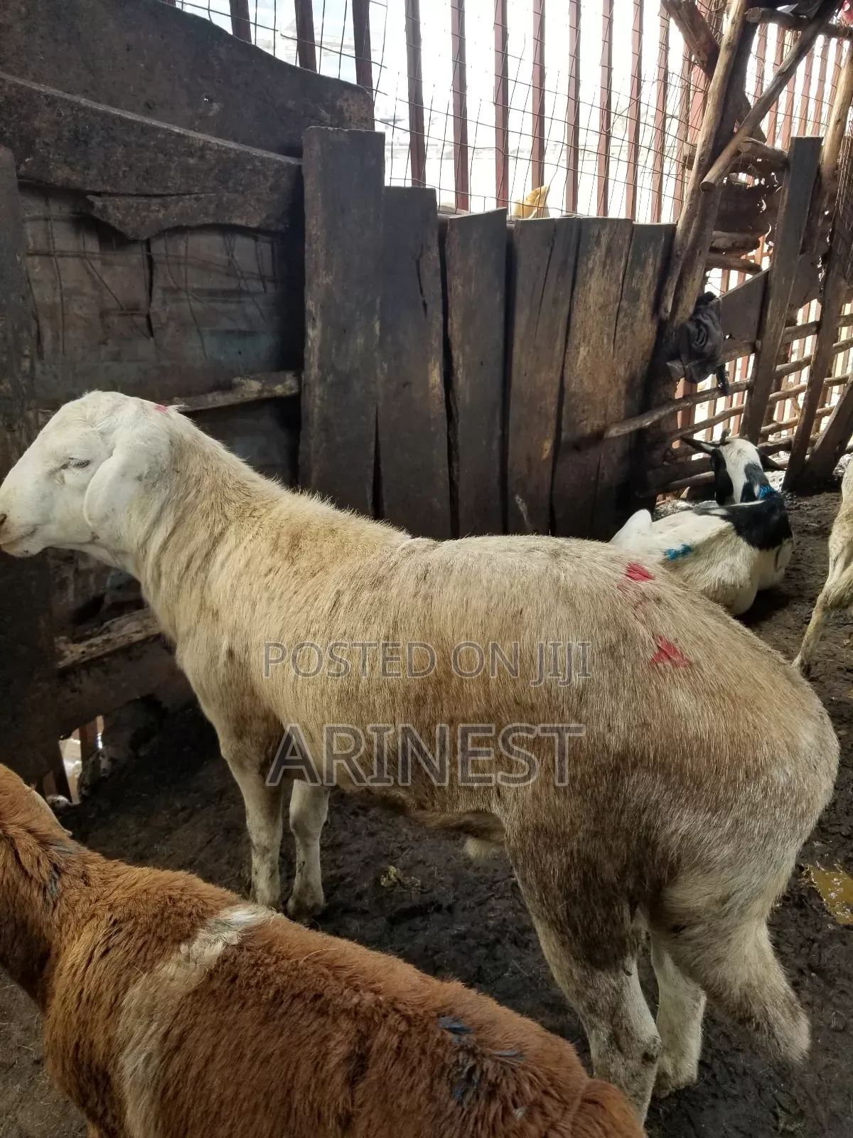 New Hampshire Male Sheepp