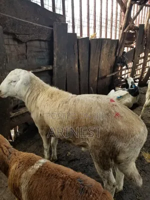 New Hampshire Male Sheepp