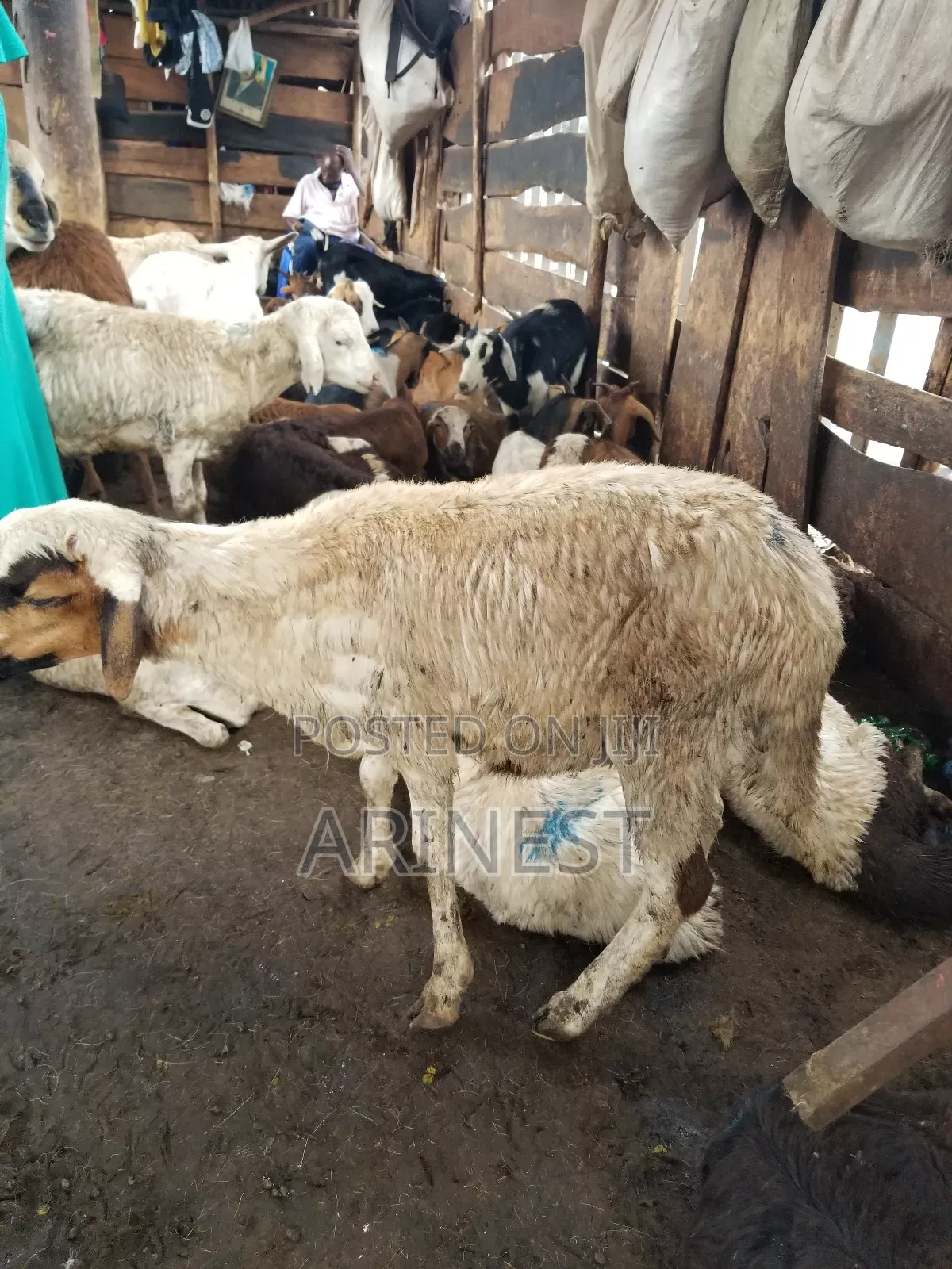 Sheep 18kg for Eating