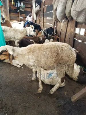 Sheep 18kg for Eating