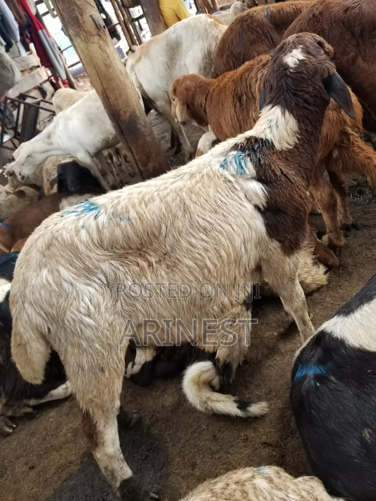 Small Sheep