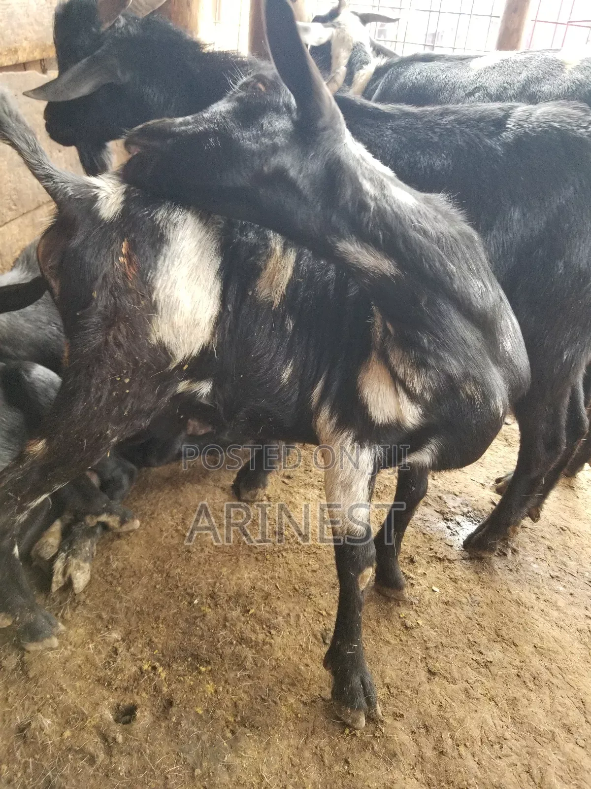 Bitanga Female / Goat