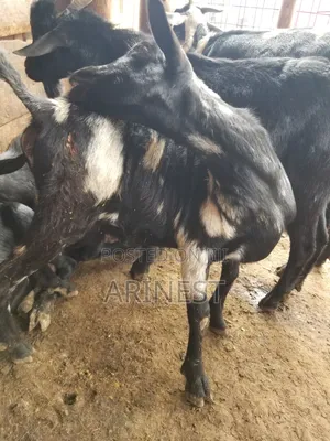 Bitanga Female / Goat