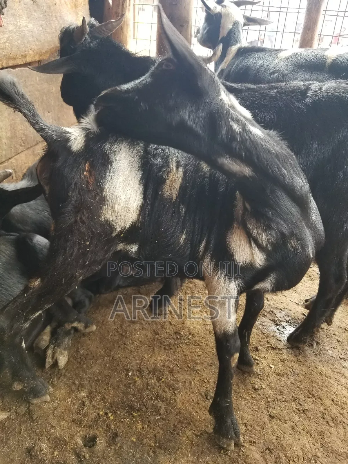 Bitanga Female / Goat