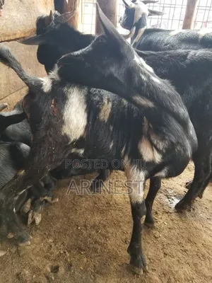Bitanga Female / Goat