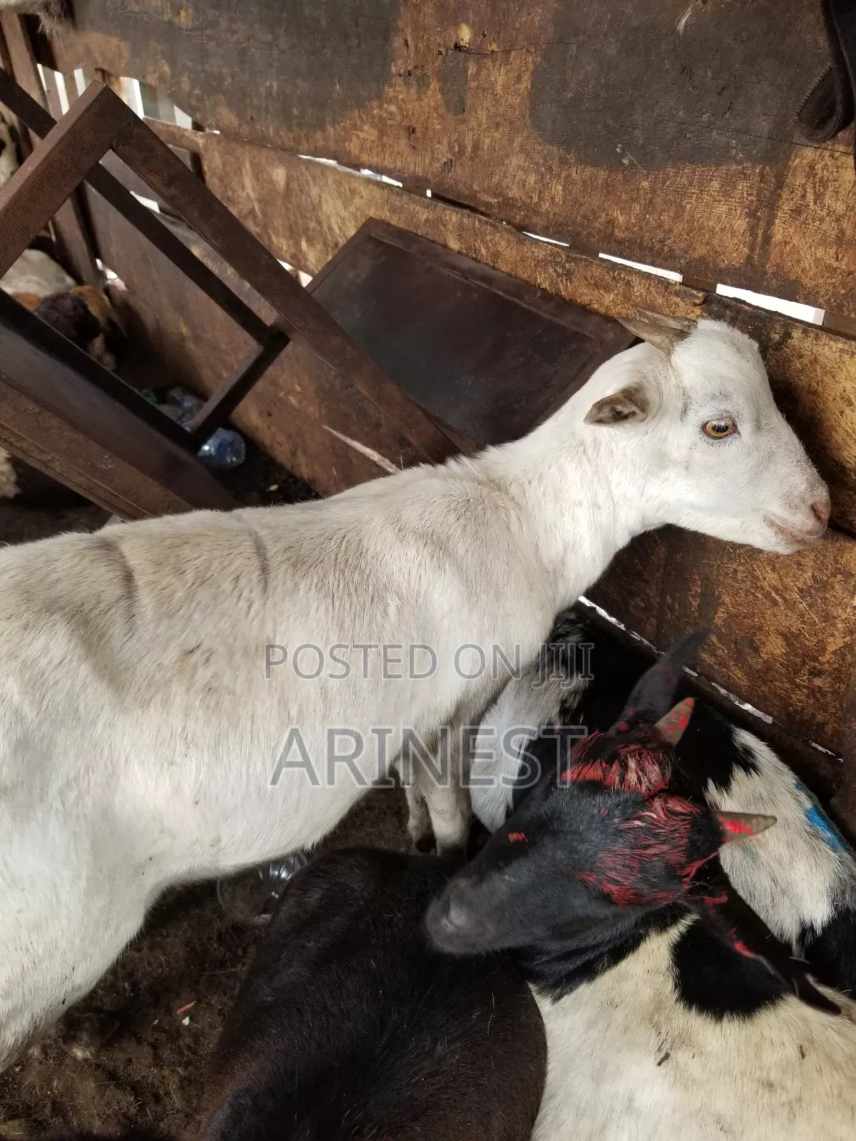 White Female Goat