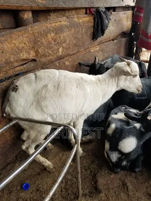 White Female Goat