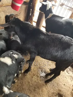 Pure Black Male