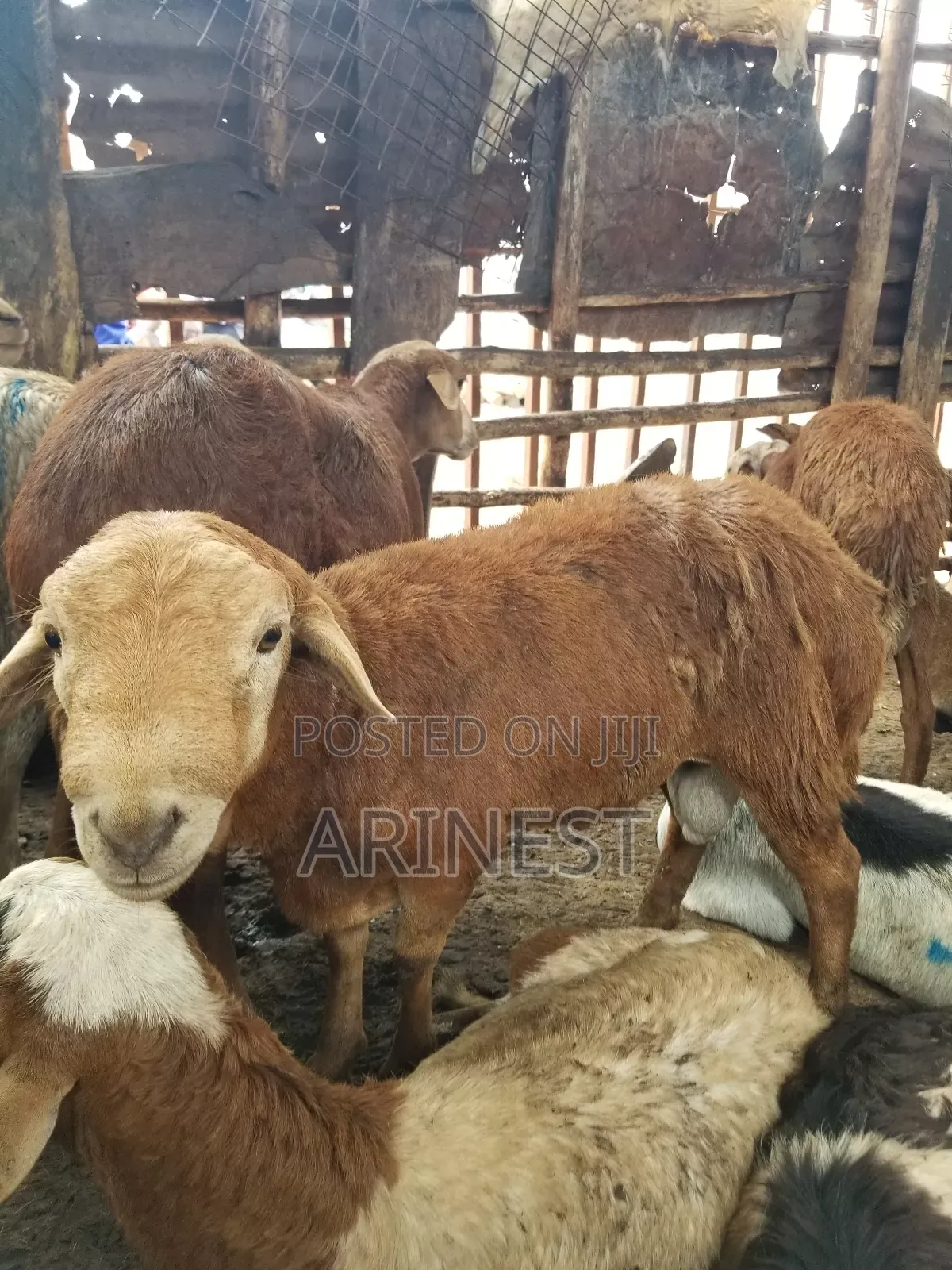 Brown Male Sheep