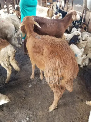 Brown Female Sheeep