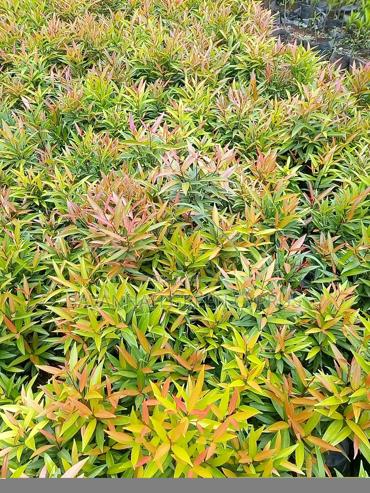 Alginia Tree for Shade and Edges