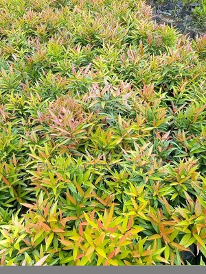 Alginia Tree for Shade and Edges