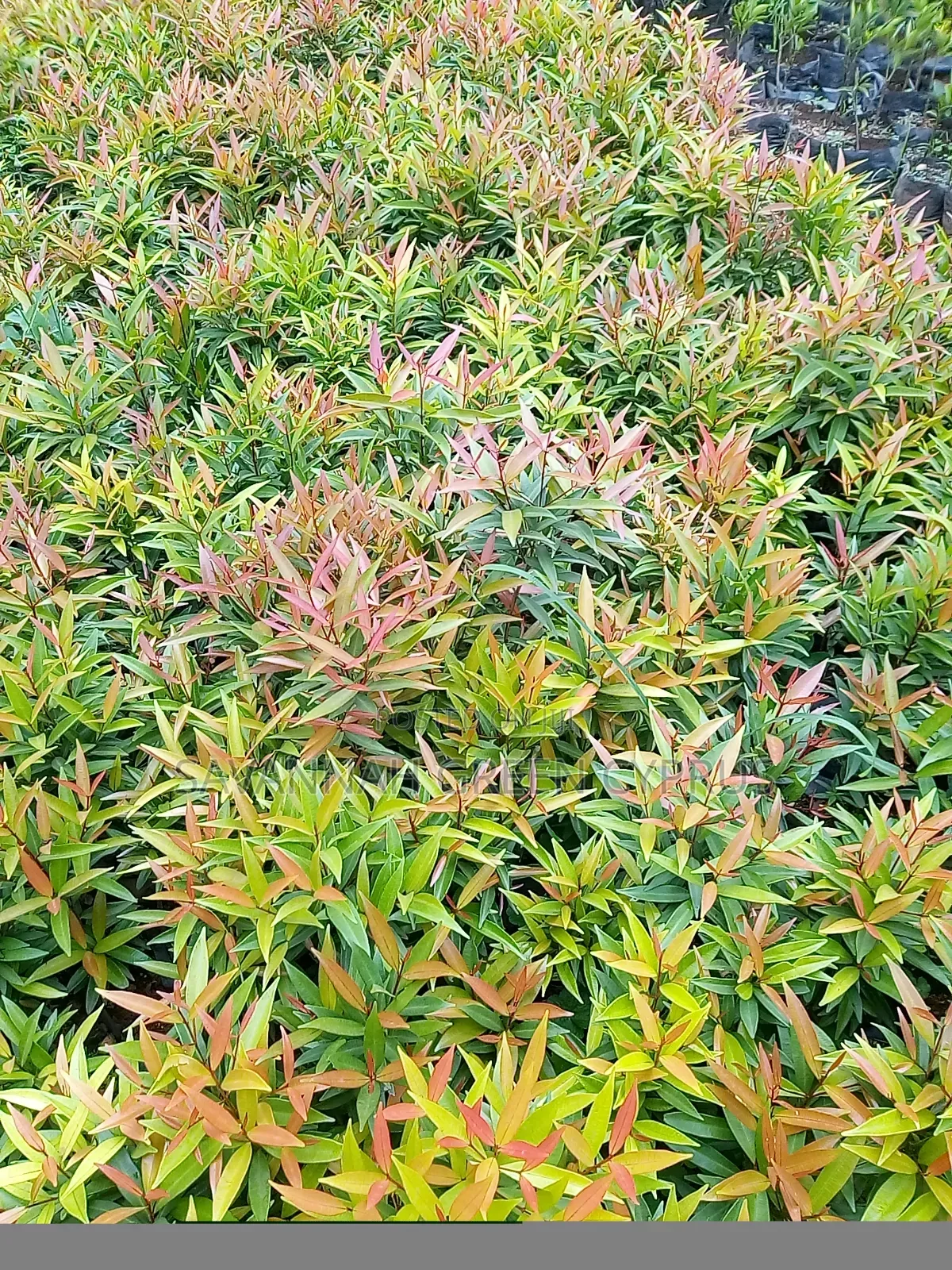 Alginia Tree for Shade and Edges