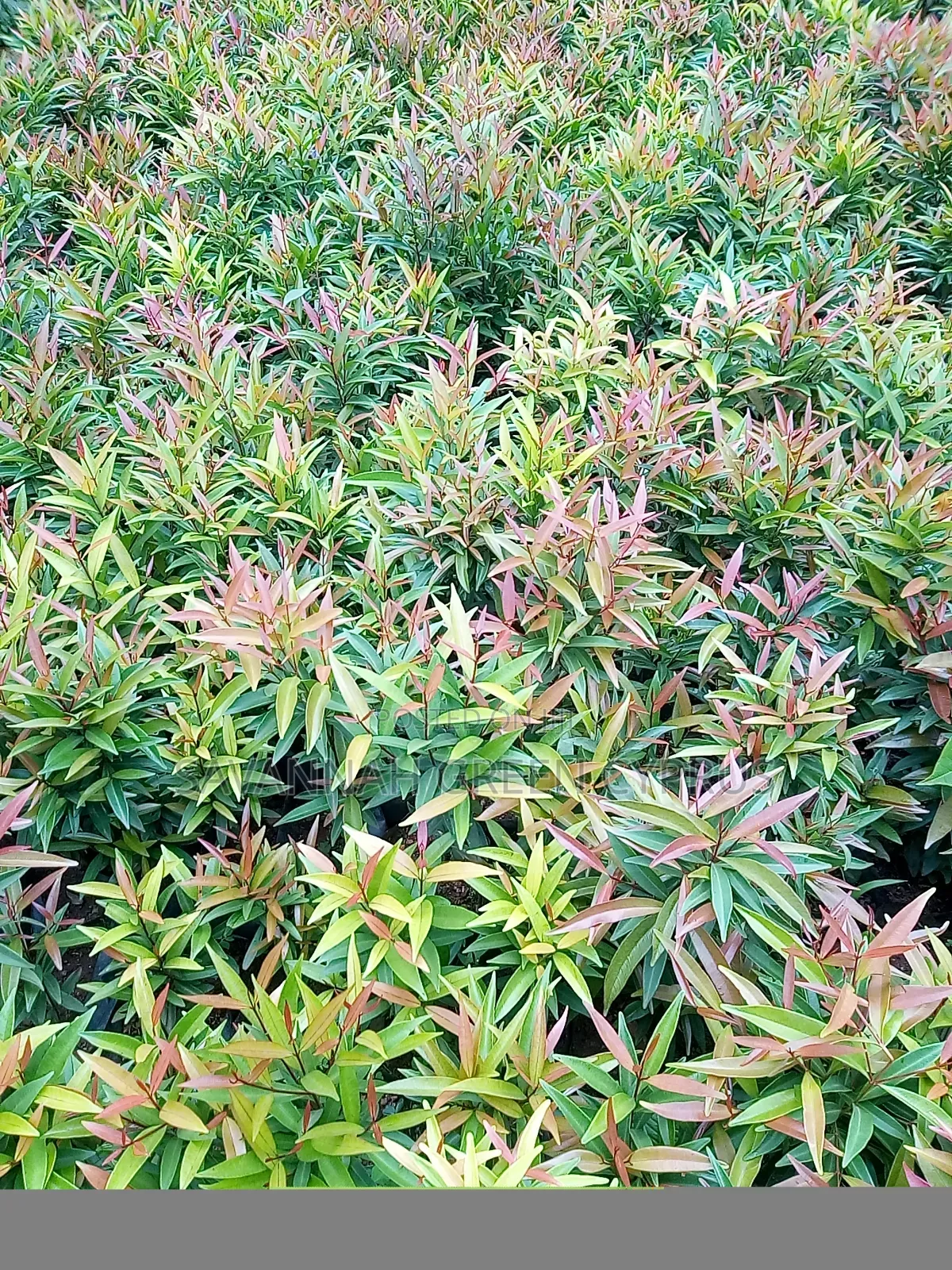 Alginia Tree for Shade and Edges